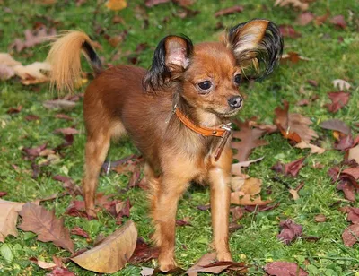 Английский той-терьер (English toy terrier) (Породы собак) английский той  терьер фото, английский той терьер купить, порода английский терьер,  английские породы собак, той терьер фото, той терьер описание Энциклопедия  о животных EGIDA.BY