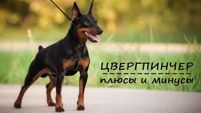 Русский Той-Терьер Stock Photo | Adobe Stock