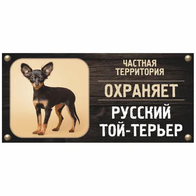 ЦВЕРГПИНЧЕР. Плюсы и минусы породы MINI PINSCHER - YouTube