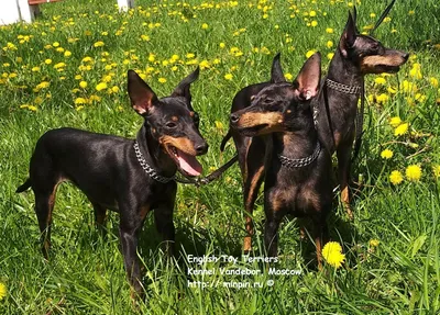 цвергпинчер,английский той терьер Vandebor english toy terrier Вандебор  Щенки цвергПИНЧЕРА (карликового пинчера) рыжего и чёрно-подпалого окрасов  цвергпинчер цверг карликовый пинчер zwergpinscher english toy terrier  Цвергпинчер minpin (минпин, миниатюрный
