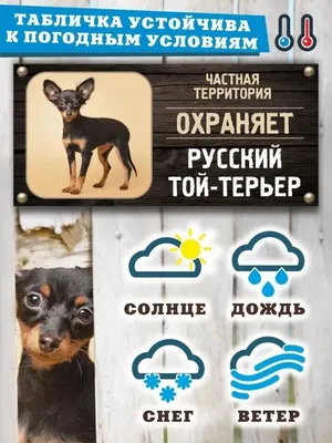 Войлочная игрушка: той-терьер в интернет-магазине Ярмарка Мастеров по цене  5000 ₽ – OFO3IBY | Войлочная игрушка, Апатиты - доставка по России