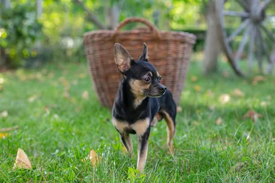 цвергпинчер,английский той терьер Vandebor english toy terrier Вандебор  Щенки цвергПИНЧЕРА (карликового пинчера) рыжего и чёрно-подпалого окрасов  цвергпинчер цверг карликовый пинчер zwergpinscher english toy terrier  Цвергпинчер minpin (минпин, миниатюрный