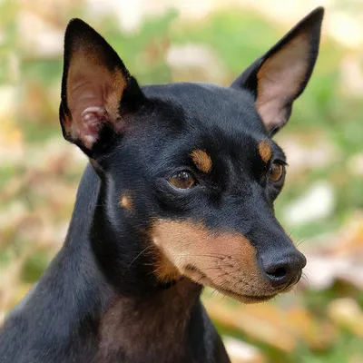 Русский той-терьер: повадки собаки 🐶 и содержание — ProPlan.ru
