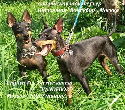 цвергпинчер,английский той терьер Vandebor english toy terrier Вандебор  Щенки цвергПИНЧЕРА (карликового пинчера) рыжего и чёрно-подпалого окрасов  цвергпинчер цверг карликовый пинчер zwergpinscher english toy terrier  Цвергпинчер minpin (минпин, миниатюрный
