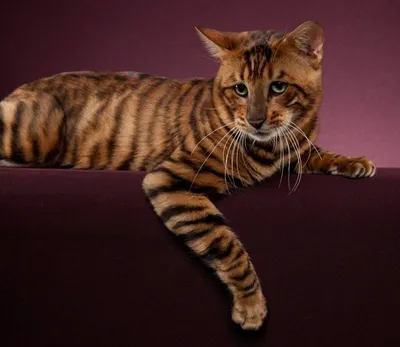 Чудесные фото Тойгер кошки для скачивания в png формате