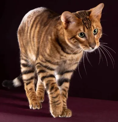 Прекрасные снимки Тойгер кошек для скачивания