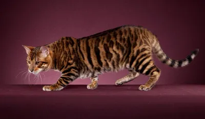 Уникальные изображения Тойгер кошки в формате webp