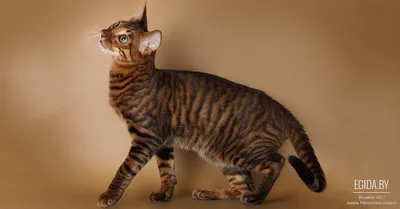 Впечатляющие снимки Тойгер кошек в формате webp