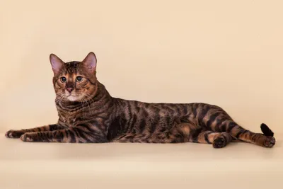 Удивительные картинки Тойгер кошки на фоне природы