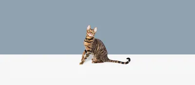 Милая Тойгер кошка для скачивания в png формате