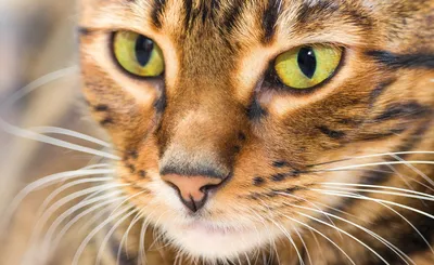 Фото, картинки и обои Тойгер кошки бесплатно, в хорошем качестве