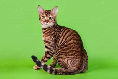 Превосходные фотографии Тойгер кошек на вашем экране