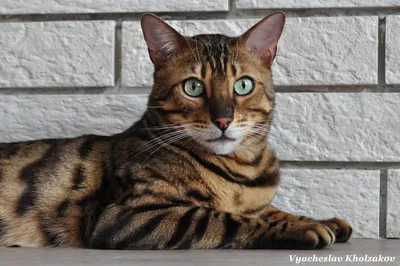 Восхитительные снимки Тойгер кошек в формате webp