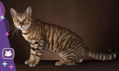 Милые фотографии Тойгер кошки в формате png