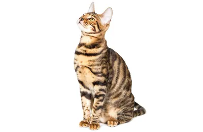 Шикарные изображения Тойгер кошек в формате jpg