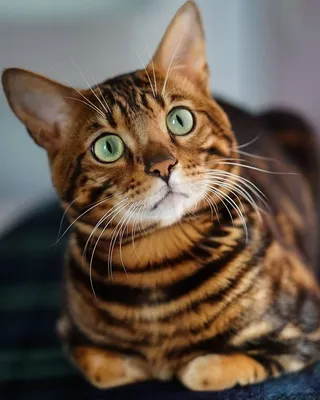 Впечатляющие изображения Тойгер кошки в формате webp
