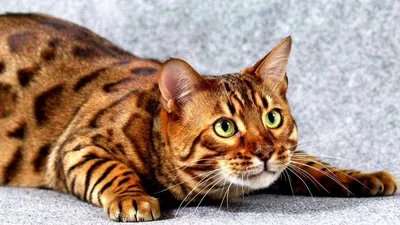 Очаровательные картинки Тойгер кошки на фоне природы