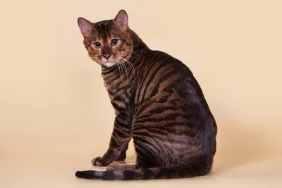 Замечательные снимки Тойгер кошки в формате png