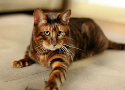 Красивый портрет Тойгер кошки на вашем мониторе