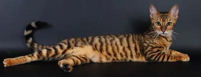 Потрясающие снимки Тойгер кошки в высоком разрешении