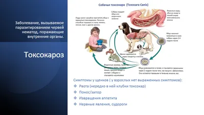 ГЕЛЬМИМАКС-10 для щенков и собак средних пород, 2 табл. купить в  Новосибирске с доставкой в интернет-магазине ЗооСАТ