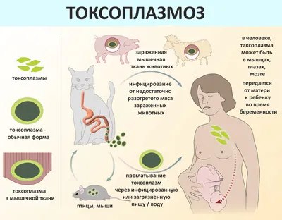 Токсоплазмоз у кошек: симптомы, диагностика, лечение