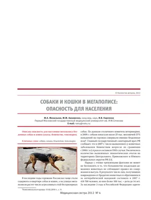 О выявлении токсокароза у собаки | 16.03.2018 | Кемерово - БезФормата