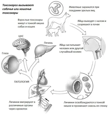 Токсокароз - признаки, причины, симптомы, лечение и профилактика -  iDoctor.kz