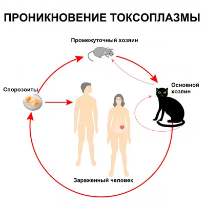 Токсоплазмоз у кошек | Домашнее животное, Животные, Кошки