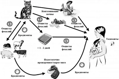 Токсоплазмоз у кошек — лечение в Москве, цена на услуги ветеринара в  клинике \"Амикус ВЕТ\"