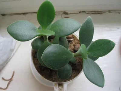 Толстянка (crassula) - денежное дерево, содержание и уход