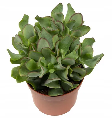 Крассула, толстянка, денежное дерево - Crassula. Уход за крассулой  (толстянкой)