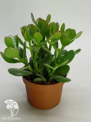 Crassula portulacea | Отдел «Ботанические экспозиции»