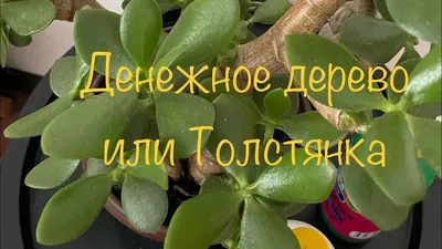 Денежное дерево (толстянка): Как ухаживать в домашних условиях | Дача  Сегодня