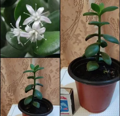 Толстянка древовидная (Crassula arborescens) - PictureThis