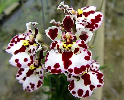 Толумния орхидея фото фотографии