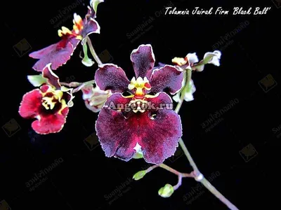 Купить Орхидея Дендробиум Санок Анна Грин 1 ствол в Москве