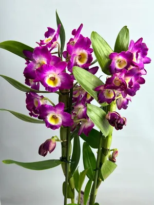 Толумния (Tolumnia Black Ball) Каталог орхидей - фаленопсисов, каттлей,  ванд, дендробиумов со всего мира от интернет магазина Ангелок