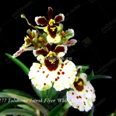 Толумния (Tolumnia Jk Firm Butterfly) Каталог орхидей - фаленопсисов,  каттлей, ванд, дендробиумов со всего мира от интернет магазина Ангелок