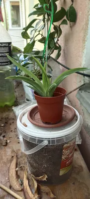Толумния (Tolumnia White Beauty) Каталог орхидей - фаленопсисов, каттлей,  ванд, дендробиумов со всего мира от интернет магазина Ангелок