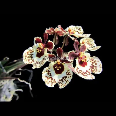 Толумния (Tolumnia Jairak Firm Dalmatian) Каталог орхидей - фаленопсисов,  каттлей, ванд, дендробиумов со всего мира от интернет магазина Ангелок