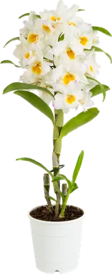 Орхидея Дендробиум (Dendrobium Nobile)