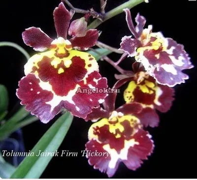 Орхидея Дендробиум Нобиле ø12 h50 см по цене 1777 ₽/шт. купить в Курске в  интернет-магазине Леруа Мерлен