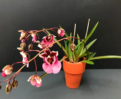 Толумния (Tolumnia Jairak Firm Hickory) Каталог орхидей - фаленопсисов,  каттлей, ванд, дендробиумов со всего мира от интернет магазина Ангелок