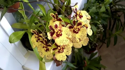 Толумния (Tolumnia Mocha Dot) Каталог орхидей - фаленопсисов, каттлей,  ванд, дендробиумов со всего мира от интернет магазина Ангелок