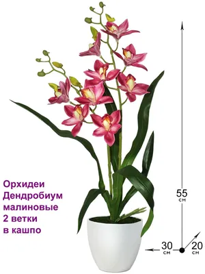Орхидея Дендробиум Аполлон ø12 h50 см по цене 3383 ₽/шт. купить в Липецке в  интернет-магазине Леруа Мерлен