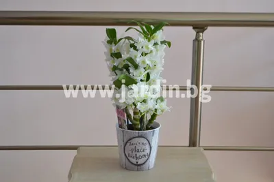 Орхидея Дендробиум Санок Микс купить в Москве с доставкой в интернет  магазине Pilea
