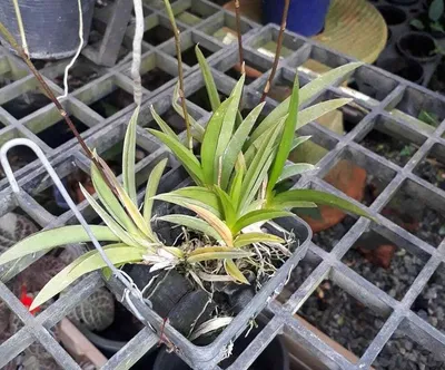 Купить Искусственные Орхидеи Дендробиум 2 ветки малиновые в кашпо Лофт,  55см, ФитоПарк по выгодной цене в интернет-магазине OZON.ru (558896992)