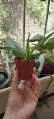 Орхидея Дендробиум - Жардин