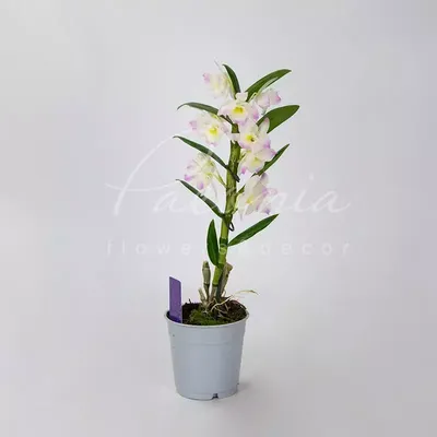 Орхидея Толумния | Пикабу